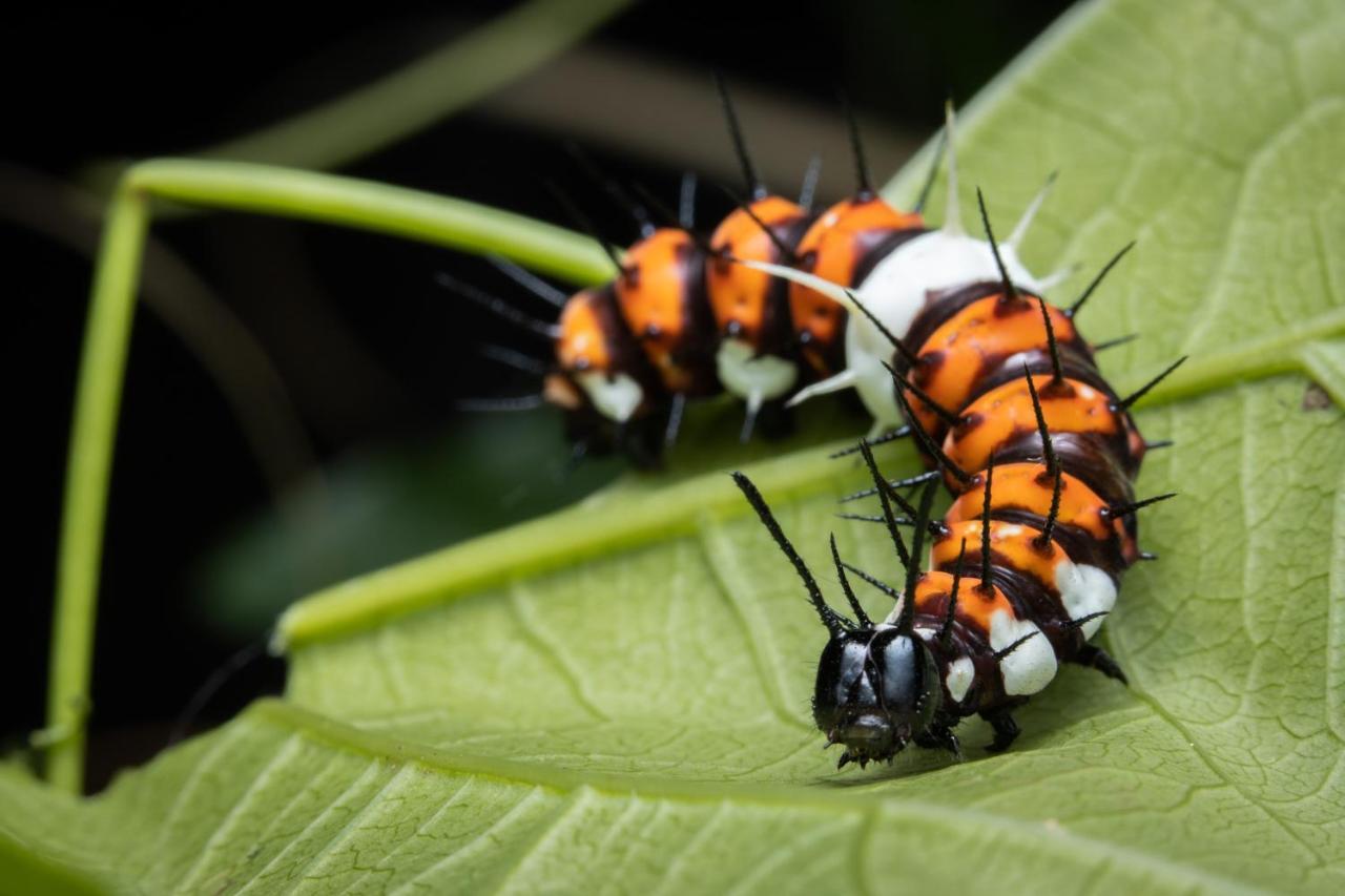 Готель Batchelor Butterfly Farm Екстер'єр фото
