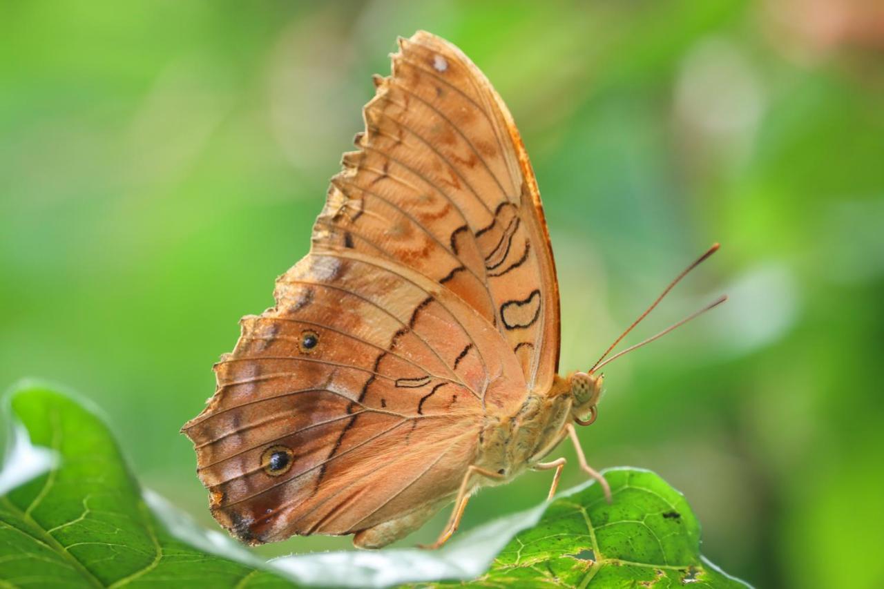 Готель Batchelor Butterfly Farm Екстер'єр фото
