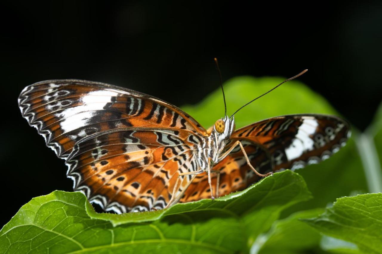 Готель Batchelor Butterfly Farm Екстер'єр фото