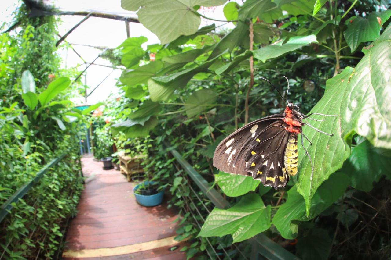 Готель Batchelor Butterfly Farm Екстер'єр фото