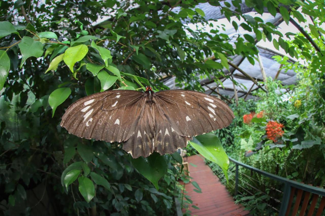 Готель Batchelor Butterfly Farm Екстер'єр фото
