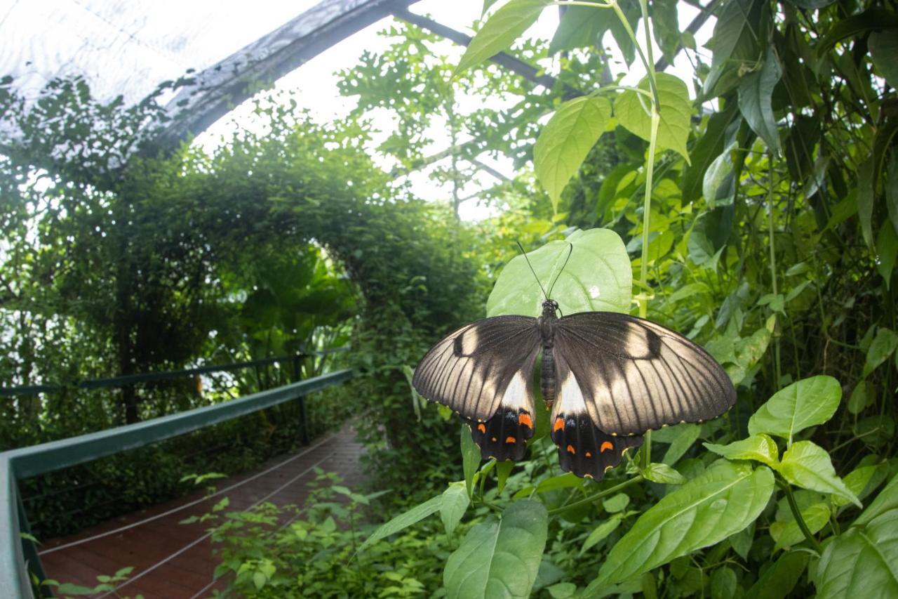 Готель Batchelor Butterfly Farm Екстер'єр фото