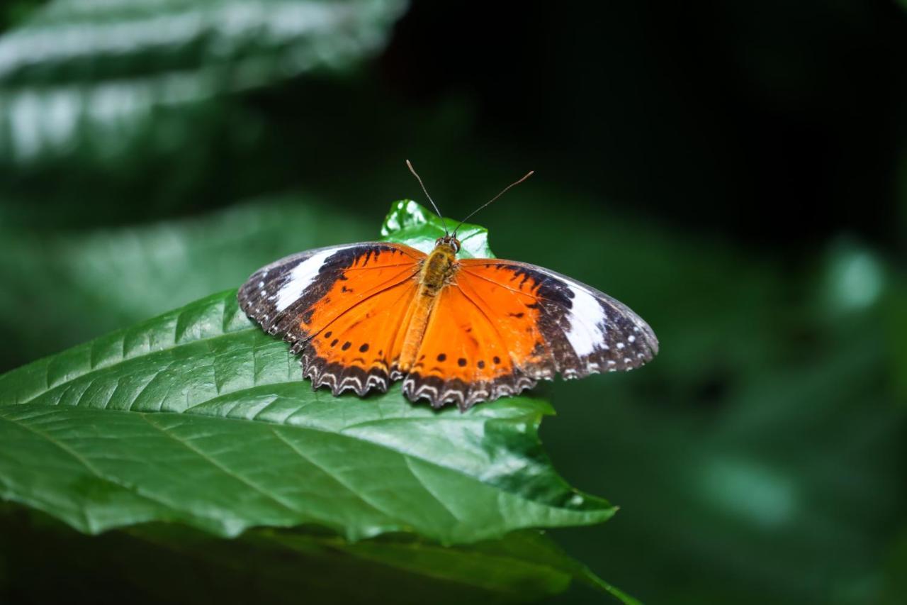 Готель Batchelor Butterfly Farm Екстер'єр фото