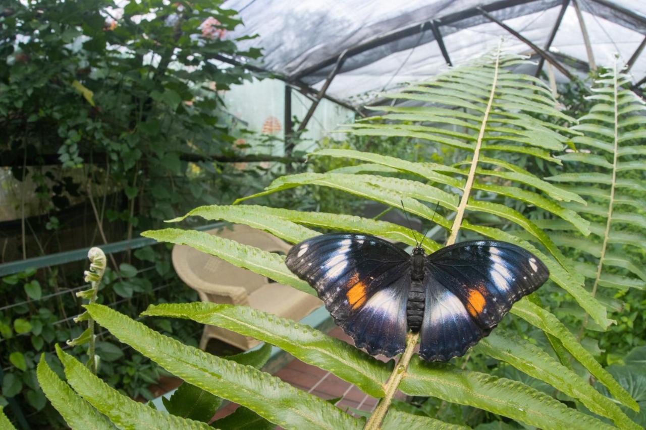 Готель Batchelor Butterfly Farm Екстер'єр фото